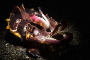 Snooted flamboyant cuttlefish. by Mehmet Salih Bilal 